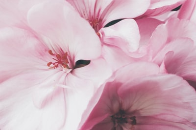 粉色有花瓣的花
